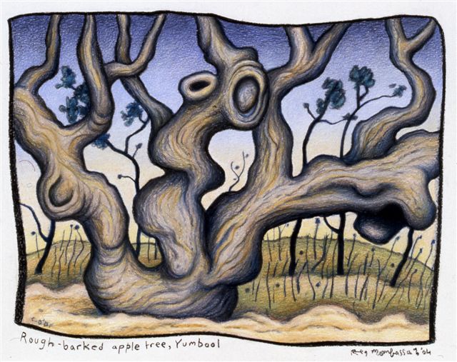 'Rough barked apple tree, Gumboil'(2004) colour pencil and charcoal on paper